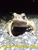 /home//u458753944/public_html/sourcegallery///////Roxborough Toad Detour/2022/2022-03-19/P3190909.JPG